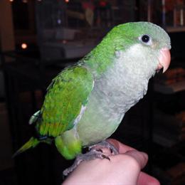 Quaker Parrots - 5 Months Old in Sterling Heights, mi