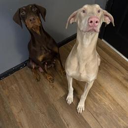 Doberman Puppy for Adoption in Lansing, mi