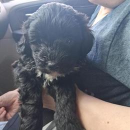 Shih Poo Puppies Available in Leoma, tn