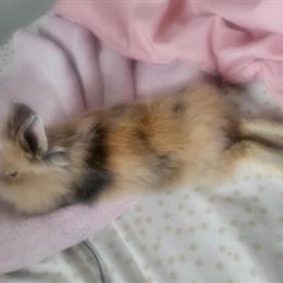 Lionhead Rabbit Theodore - 1 Year Old Male for $45 in Franklin, oh