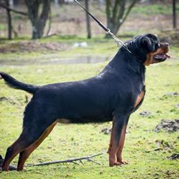 Rottweiler Female Puppy - 11 Weeks Old, AKC Registered in Lansing, mi