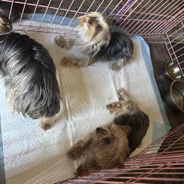 Yorkshire Terriers for Adoption in Jacksonville, fl