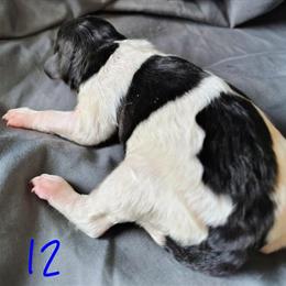 Phantom Poodle Puppy Dixon Ready May 18th in Dover, oh