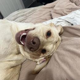 Rehoming English Yellow Lab Luna for a Small Fee in Hastings, mn
