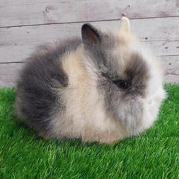 Lionhead Rabbits for Sale Starting at $150 in Mooresville, nc