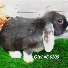Holland Lops for Adoption Starting at $150 in Mooresville, nc