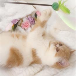 CFA Champion Exotic Shorthair Kittens Available for Reservation in Port Orange, fl