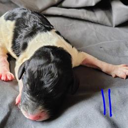 AKC Standard Parti Poodle Jasper Available in Dover, oh