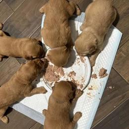 Golden Retriever Puppies Looking for Forever Homes in Winter Park, fl