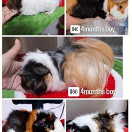 Beautiful Guinea Pigs for Adoption in Hollywood, fl