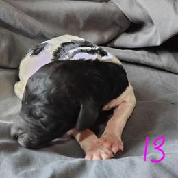 Poodle Lucky - 8 Weeks Old, Ready May 18th in Dover, oh