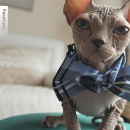 Sphynx Kitten with Blue Green Eyes in Sandown, nh