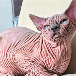 Sphynx Kittens from Healing Sphynx in Chester, NH in Sandown, nh