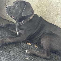 Cane Corso Puppy Ready for a Loving Home in Newark, oh