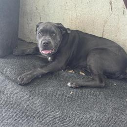 Cane Corso Puppies Available - Born June 5th in Newark, oh