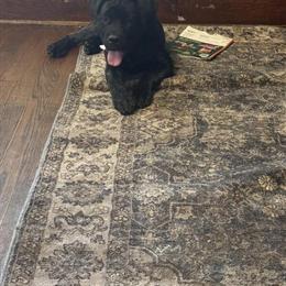 Cane Corso Female Ready for a Loving Home in Newark, oh
