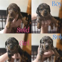 Mini Dachshunds for Adoption in Jackson, ky