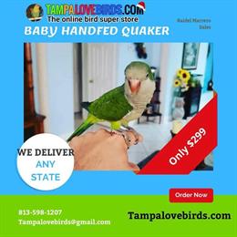 Quaker Parrot for Sale - Green Variety Available in Spring Hill, fl