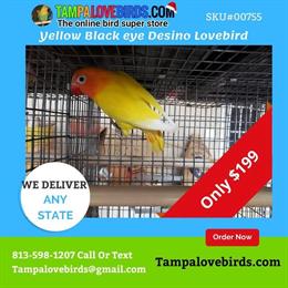 Yellow Lovebird for Sale in Spring Hill, fl