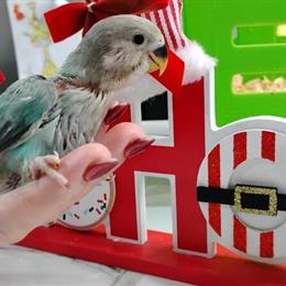 Handfed Lovebirds Available for Sale in Spring Hill, fl