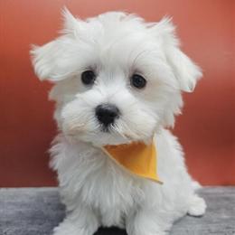 Maltese Puppies Available in Brooklyn, NY in Brooklyn, ny
