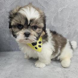 Shih Tzu Puppy Available in Brooklyn, ny