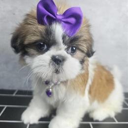 Female Shih Tzu Puppy - 9 Weeks Old, ACA Registered in Brooklyn, ny
