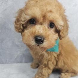 Poodle Mix Puppy Ready for a New Home in Brooklyn, ny