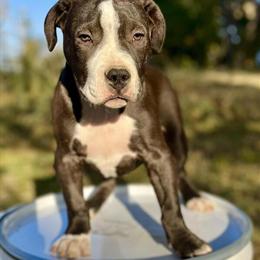 XL American Bully - Wolf Sable Pups Available in Kansas City, mo