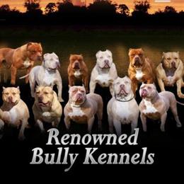 American Bully TDB X VietShark Agouti Tri Litter for Sale in Kansas City, mo