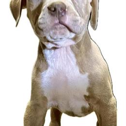 XL American Bully for Sale in Kansas City, mo