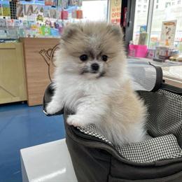 Pomeranian Puppies Ready for Forever Homes in Philadelphia, pa