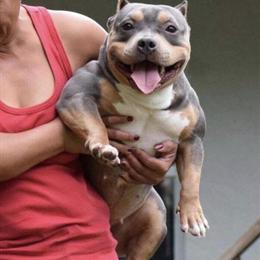 Pocket Bully Puppies Ready for Forever Homes in Philadelphia, pa