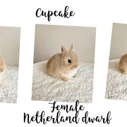 Holland Lops for Sale in Northern Illinois in Woodstock, il