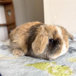 Holland Lops for Sale - Quality Bunnies from Aimee's Rabbitry in Woodstock, il