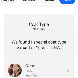 Bengal Male Available for Rehoming in Minooka, il