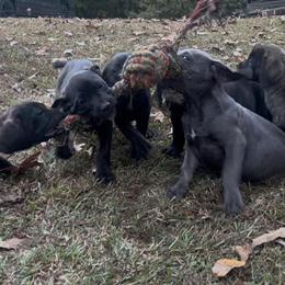 Cane Corso Puppies Ready for New Homes in Hampton, ga
