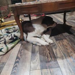 Australian Shepherds Looking for Adventure Buddies in Bloomington, in