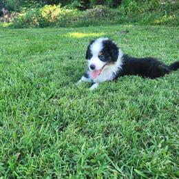 Australian Shepherd Puppies Ready for Adventure in Bloomington, in