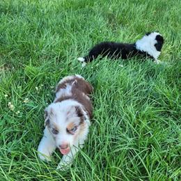 Standard Australian Shepherd Puppies Available in Bloomington, in