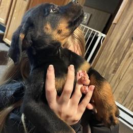 AKC Rottweiler Puppies - 2 Female Available in Columbus, oh