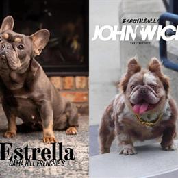 10 Week Old Long Haired French Bulldog Puppy in Royal Oak, mi