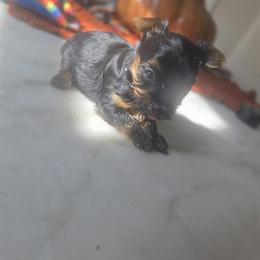 Teacup Yorkshire Terriers Available for Halloween in Detroit, mi