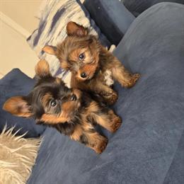 Teacup Yorkshire Terriers - 7 Weeks Old in Detroit, mi