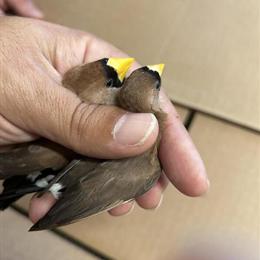 Zebra Doves and Various Birds for Sale in Santa Ana, ca