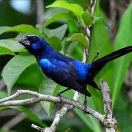 Spotted Male and Female Birds Available for Pickup or Shipping in Santa Ana, ca