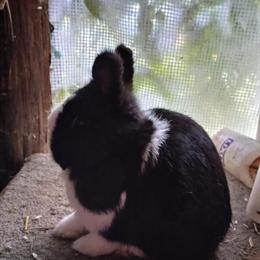 Netherland Dwarf Rabbits for Sale in York, PA - Various Colors Available in Manchester, pa
