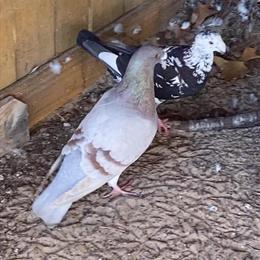 Homer Pigeon for Sale - German Beauty in Lecanto, fl