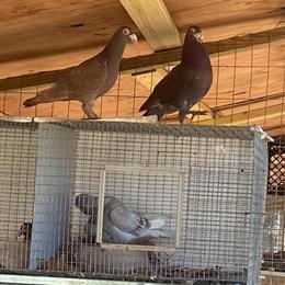 English Carrier Pigeon for Sale in Lecanto, fl