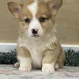 Pembroke Welsh Corgi Puppies Ready for New Homes in Lancaster, wi